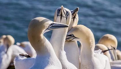 AIYOUXI.COM-蔚山现代外援发挥决定性作用，蔚山现代外援身价